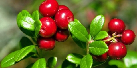 Ljekovita svojstva listova brusnice